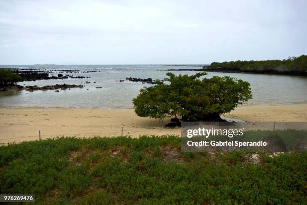 playa de los alemanes, galapagos - puerto ayora stock pictures, royalty-free photos & images