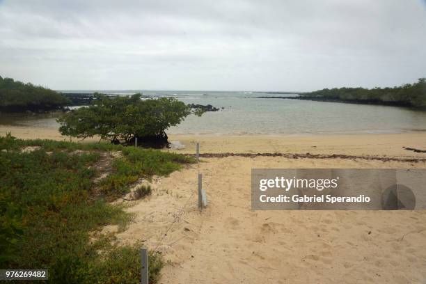 playa de los alemanes - puerto ayora stock pictures, royalty-free photos & images