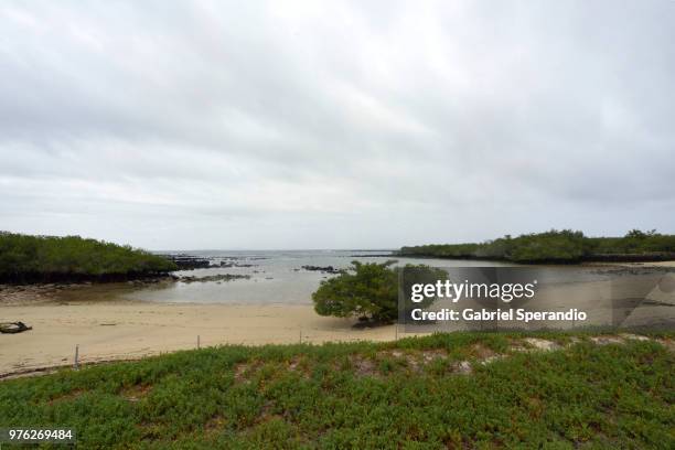 playa de los alemanes, galapagos - puerto ayora stock pictures, royalty-free photos & images