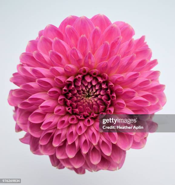 symmetry - chrysanthemum stock pictures, royalty-free photos & images