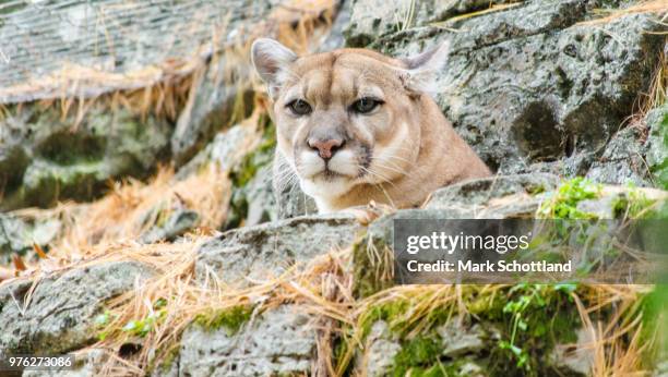 mountain lion - schottland stock pictures, royalty-free photos & images