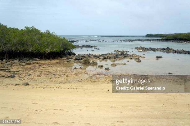 playa de los alemanes, galapagos - puerto ayora stock pictures, royalty-free photos & images