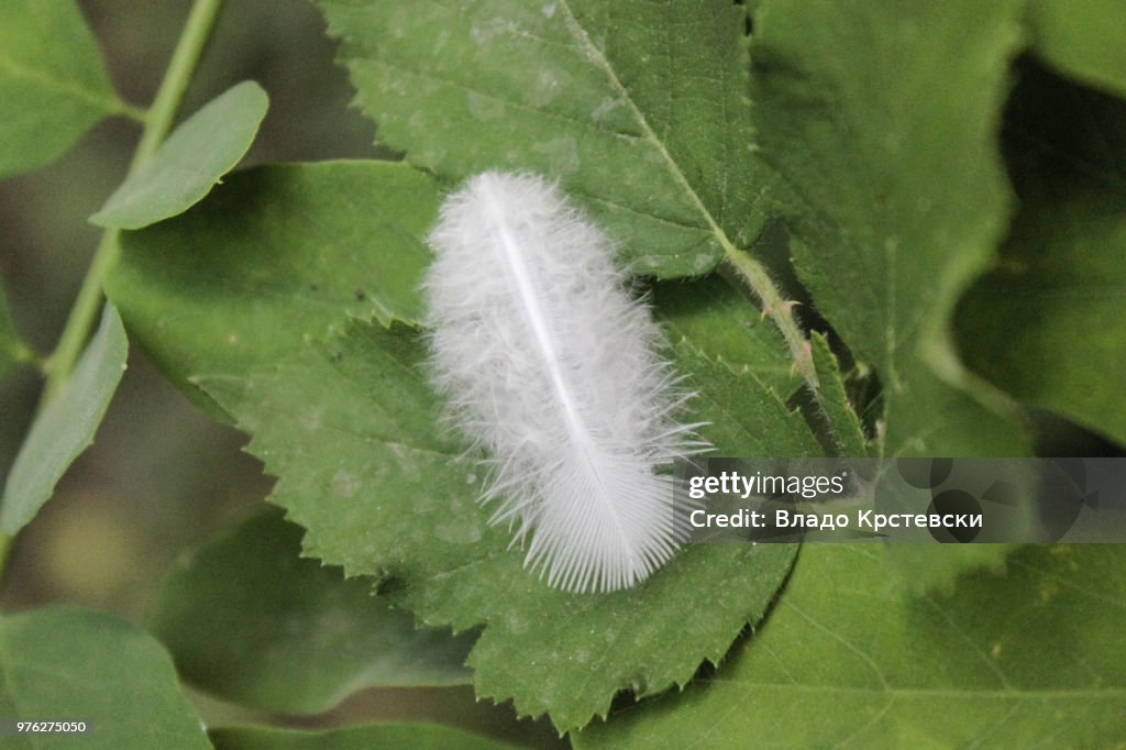 Photo by: Владо Крстевски