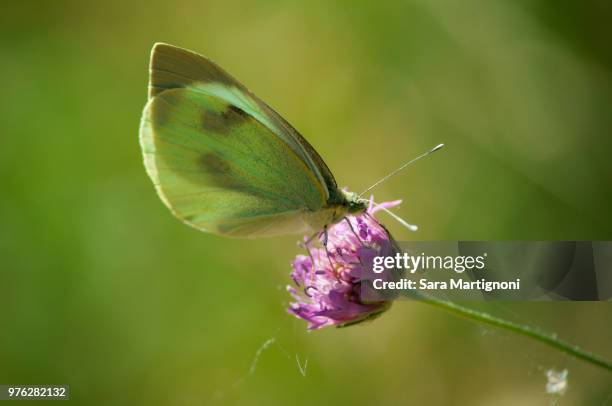 farfalla verde - farfalla 個照片及圖片檔