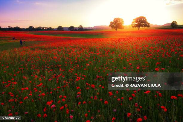 poppy field at sunset - memorial 個照片及圖片檔