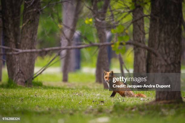 a fox in a forest. - andre fox imagens e fotografias de stock