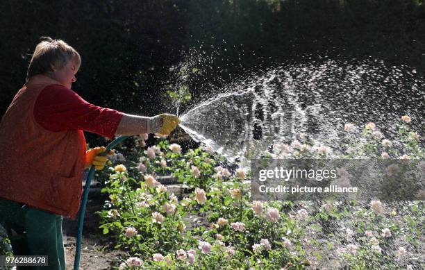 June 2018, Rostock, Germany: Monika Petersen from the office for city green pours in the rose garden above all the new plantings. In this dry weather...