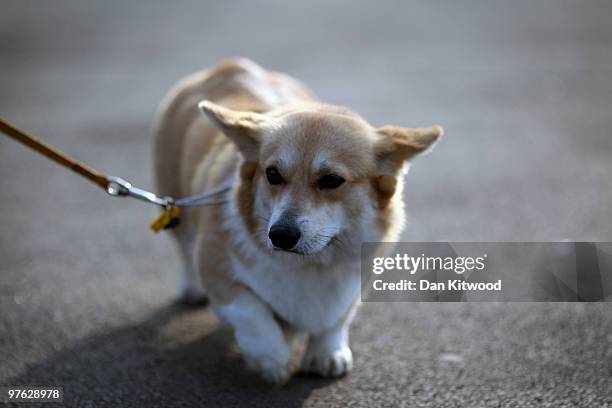 Dogs and their owners arrive for the first day of the annual Crufts dog show at the National Exhibition Centre on March 11, 2010 in Birmingham,...