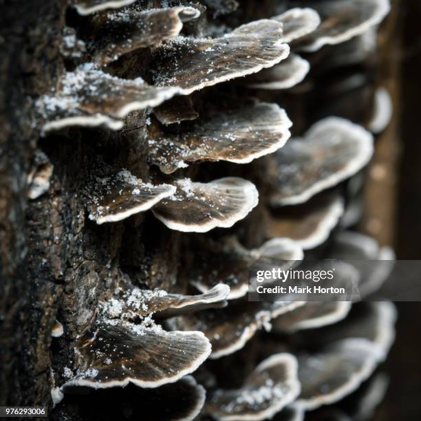 turkeytail (trametes versicolor) - agaricomycotina stock pictures, royalty-free photos & images
