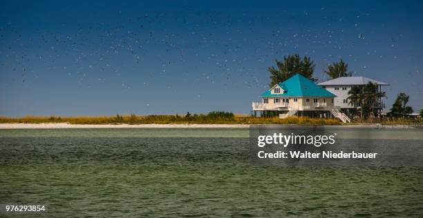 vogelschwarm auf longboat key - vogelschwarm stockfoto's en -beelden