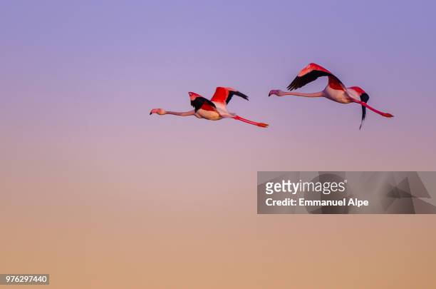 greater flamingos (phoenicopterus roseus) flying at sunset, france - greater flamingo stock-fotos und bilder