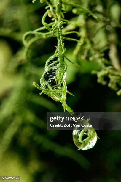 gotas de agua en barbas de chivo - encosta stock pictures, royalty-free photos & images