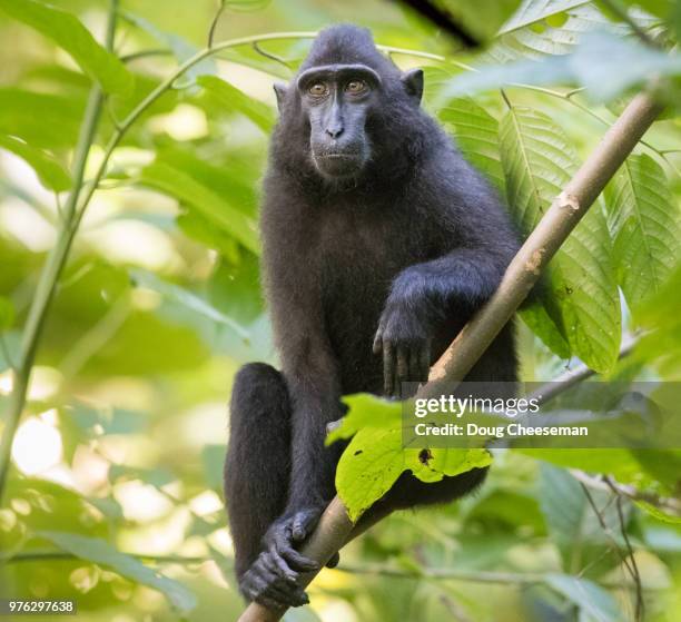 crested black macaque - celebes macaque stock-fotos und bilder