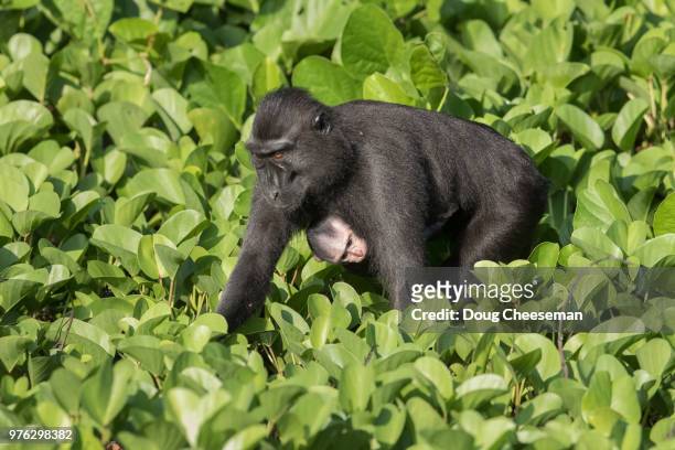 crested black macaque - celebes macaque stock-fotos und bilder