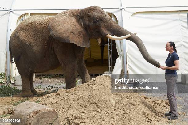 June 2018, Neuwied, Germany: Circus director Jana Lacey-Krone feeds the elephant lady Kenia inside her cage on the premise of the circus "Krone". The...