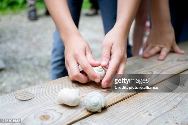 June 2018, Germany, Erfurt: A fourth grader of the Gisperslebener School touches a snail shell at the Forest Youth Games 2018. The event was...