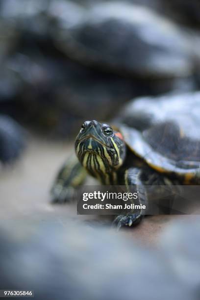 tortue ninja - tortue stock pictures, royalty-free photos & images