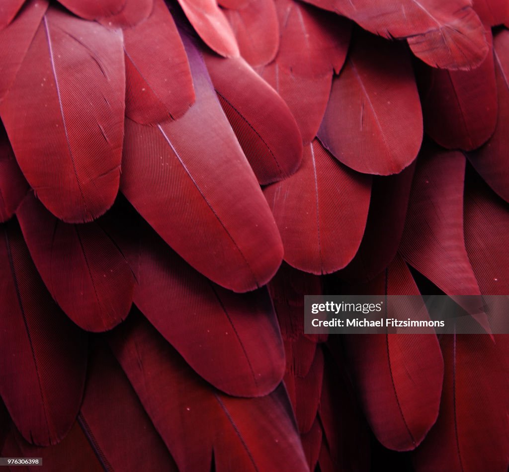 Red Feathers