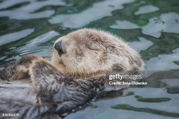 peaceful sleep - cute otter stock pictures, royalty-free photos & images