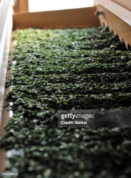 Tea leaves are selected by winds in the Japanese tea factory "Tsujirihei Honten" on February 18, 2010 in Uji, Kyoto, Japan. Tsujirihei, long...