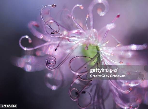 lethal in pink (drosera spp) - spp stock pictures, royalty-free photos & images