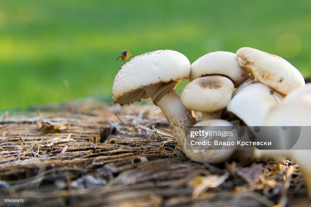 Fly on mushroom
