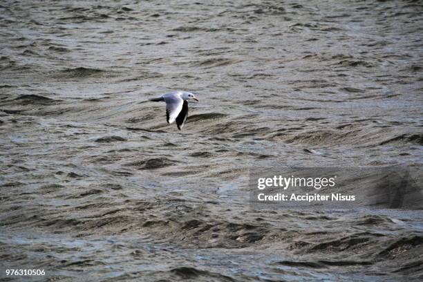 mouette - mouette stock pictures, royalty-free photos & images