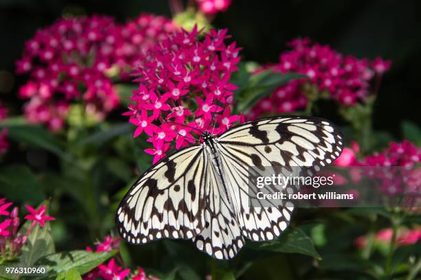 paper kite butterfly 1 - canon eos 60d - paper kite butterfly stock pictures, royalty-free photos & images