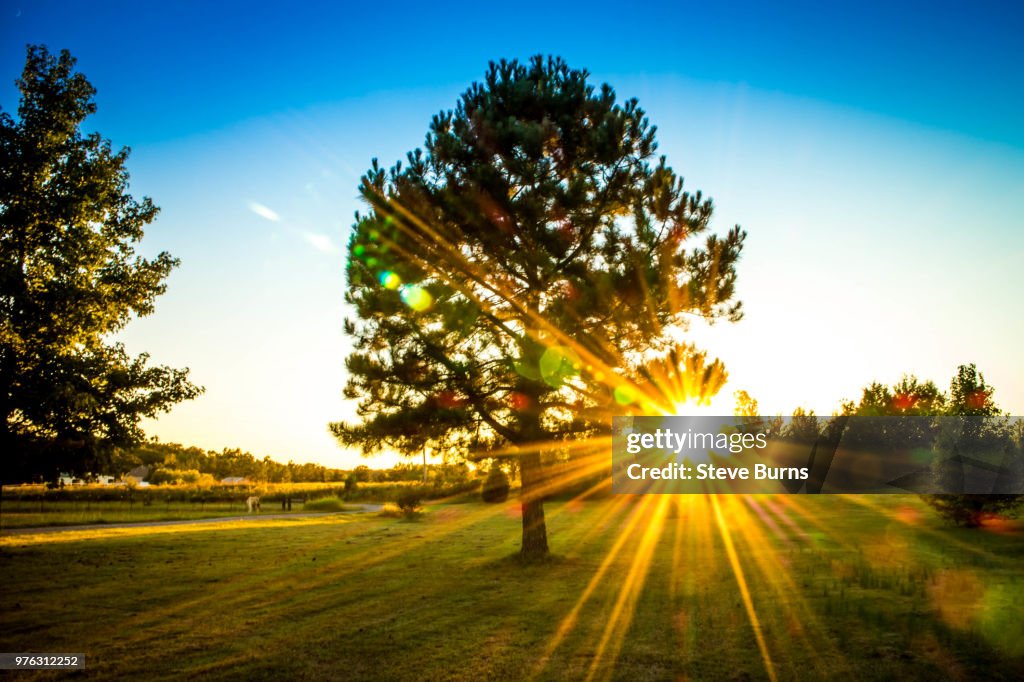 Sunset through a tree