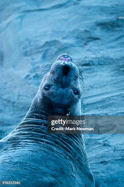 northern elephant seal - northern elephant seal stock-fotos und bilder