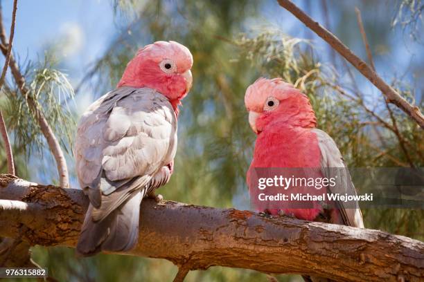 two pink and grey galah (eolophus roseicapilla) cockatoo parrots perching on branch, cleaverville, western australia, australia - australia bird stockfoto's en -beelden