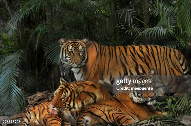 malayan tiger brothers - malayan tiger stock pictures, royalty-free photos & images