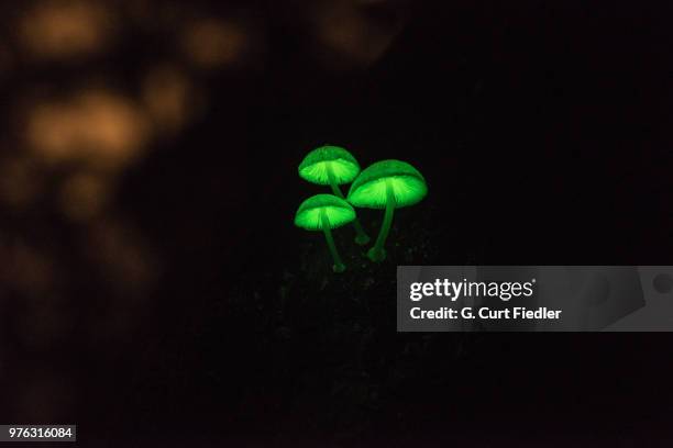 night lights - fungus stock pictures, royalty-free photos & images