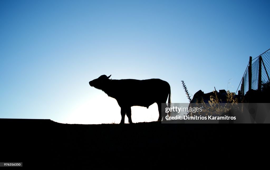 Queen of the hill