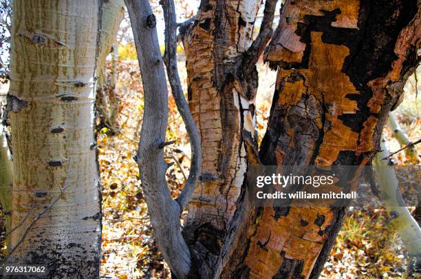 lundy canyon california - lundy canyon stock pictures, royalty-free photos & images