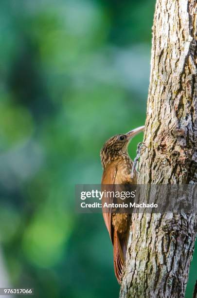 lesser woodcreeper (xiphorhynchus fuscus)perching on trunk, goiania, brazil - antonio machado stock pictures, royalty-free photos & images