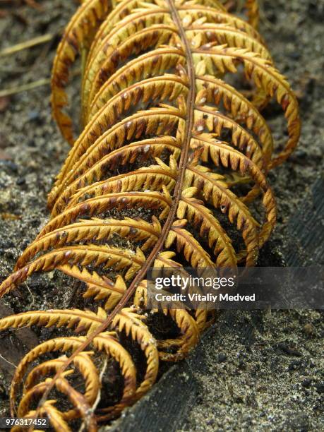 the ferny scolopendra - scolopendra stock-fotos und bilder