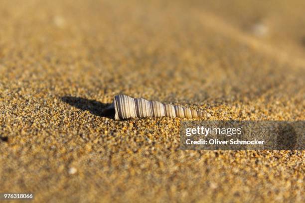 shell at the beach of bibione - bibione stock pictures, royalty-free photos & images