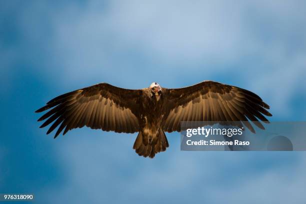 flying eagle, botswana - raso 個照片及圖片檔