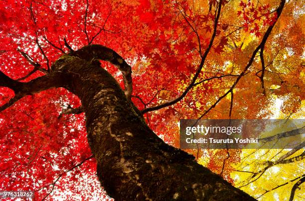 trunk - japan yoshiki stock pictures, royalty-free photos & images