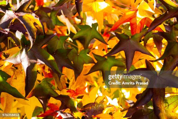 fall colors - amrita stockfoto's en -beelden