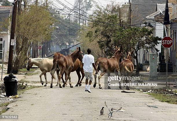Man chases away horses and mules that were used to pull tourists on carriage rides after they escaped from their pen 05 September 2005 in the Bywater...