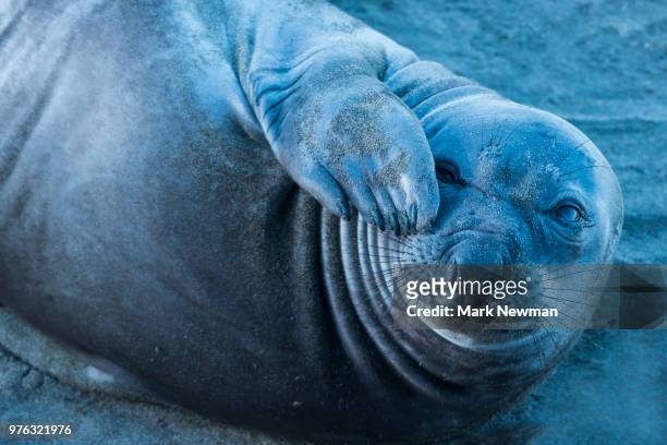 northern elephant seal - foca fotografías e imágenes de stock