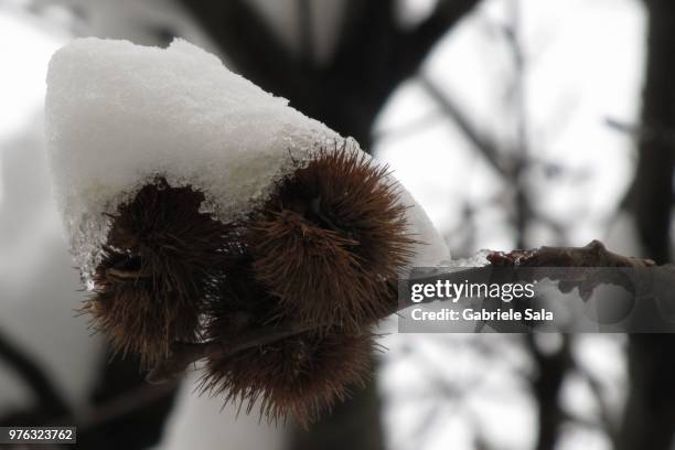 cappello di neve - cappello 個照片及圖片檔