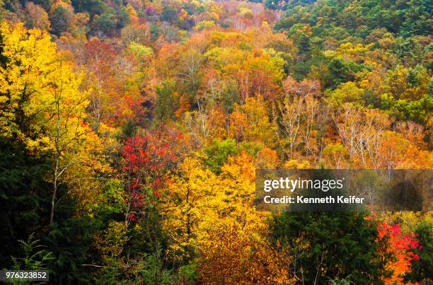 mohican autumn - mohican stock pictures, royalty-free photos & images