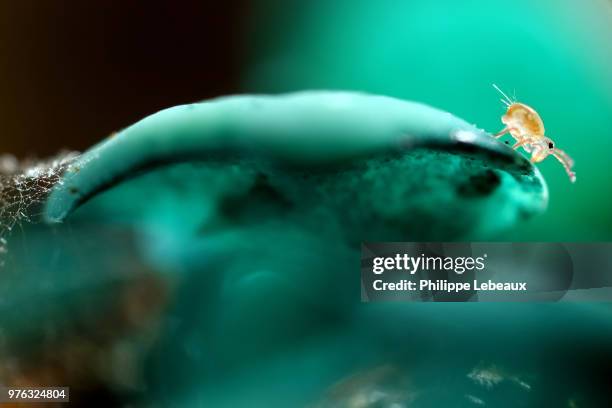 emerald collembola - collembola stock pictures, royalty-free photos & images
