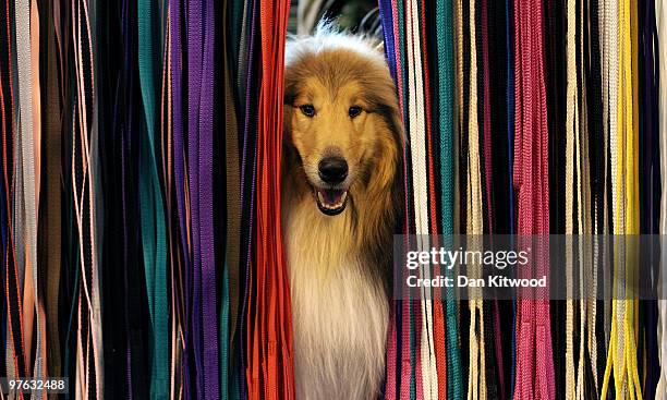 Dog pokes it's nose through leads on a display stand on day one of the annual Crufts dog show at the National Exhibition Centre on March 11, 2010 in...