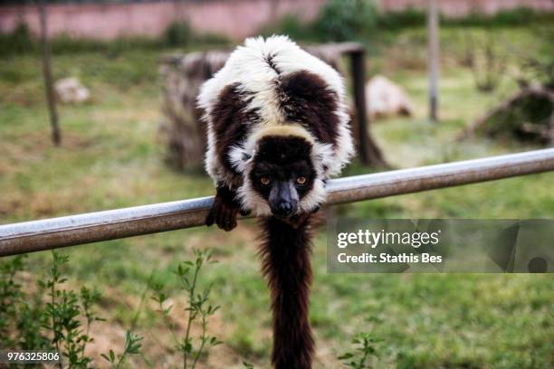 lemur - bes stock pictures, royalty-free photos & images