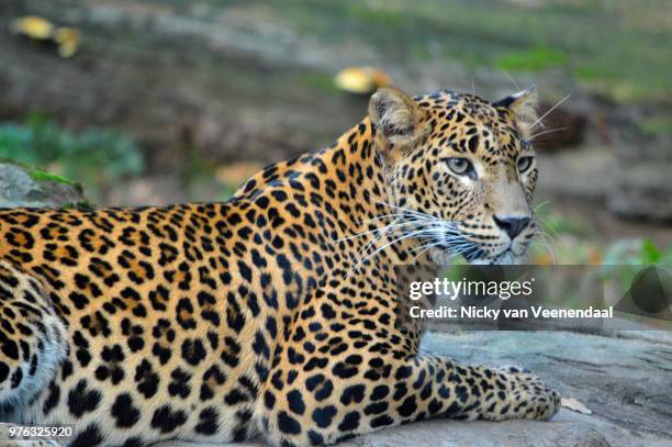leopard - veenendaal imagens e fotografias de stock