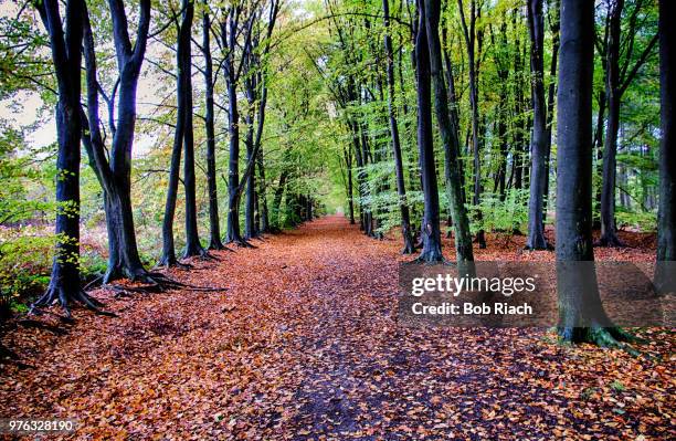 Toady Example 245 Toady Stock Photos, High-Res Pictures, and Images - Getty Images